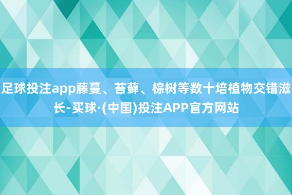 足球投注app藤蔓、苔藓、棕树等数十培植物交错滋长-买球·(中国)投注APP官方网站
